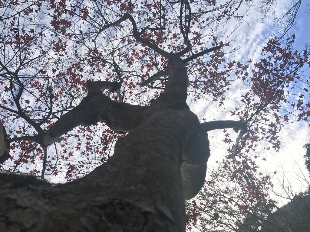 Maple' Smile